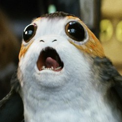 Puffin
